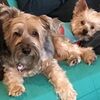 yorkiegirl214